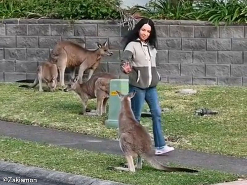 オーストラリアの散歩はなんだかドキドキ…野生のカンガルー編