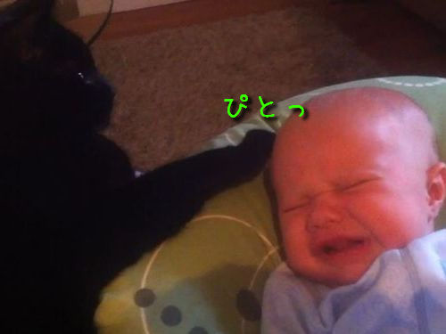 肉球であやす猫