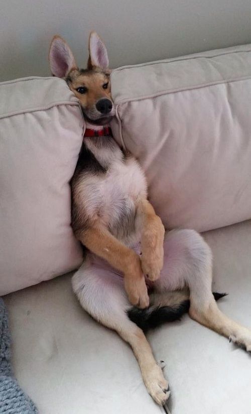 カンガルーみたいなシェパード01