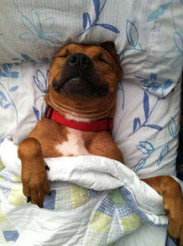 16¤¹¤ä¤¹¤ä¿²¤ëưʪ