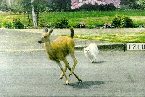 鹿と猫11