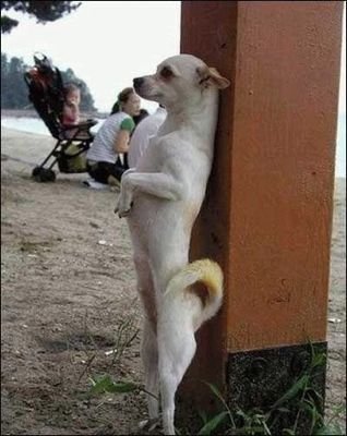 直立した犬猫03
