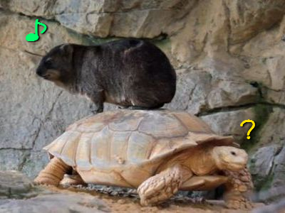 亀の上のハイラックス