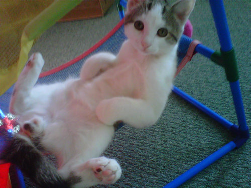 リラックス猫03