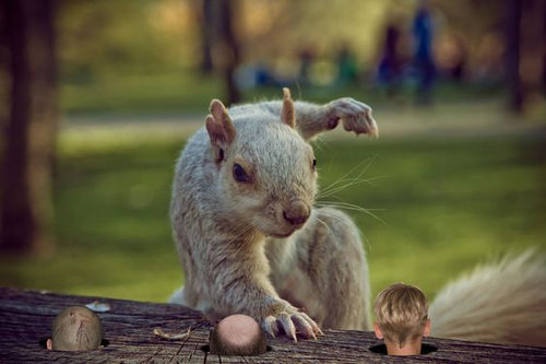 リス史上、最もクール11