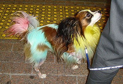 カラフルに染められた犬07