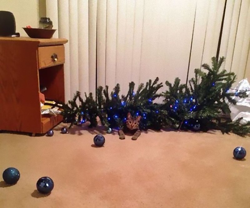 猫からクリスマスツリーを守るには これがベストだと思う 納得のアイデア らばq