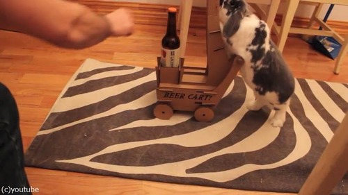 ビールを持ってきてくれるウサギ05