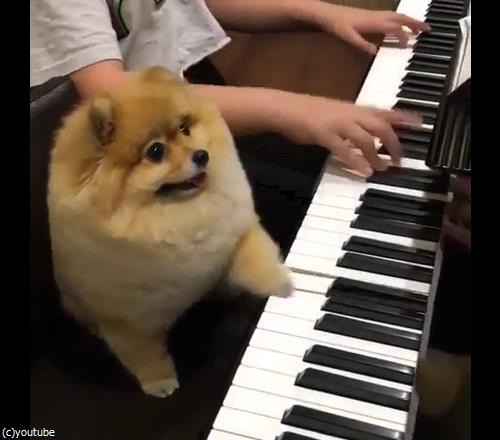 �����θ��ϥԥ��˥���01