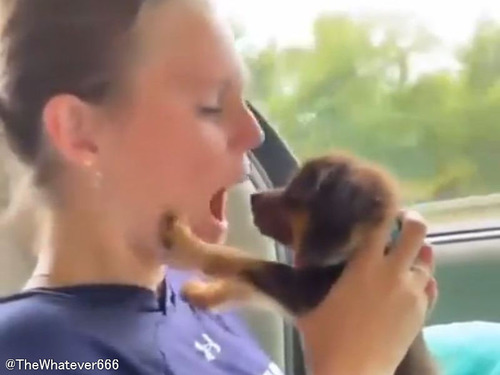 女性と子犬が鼻を噛み合う