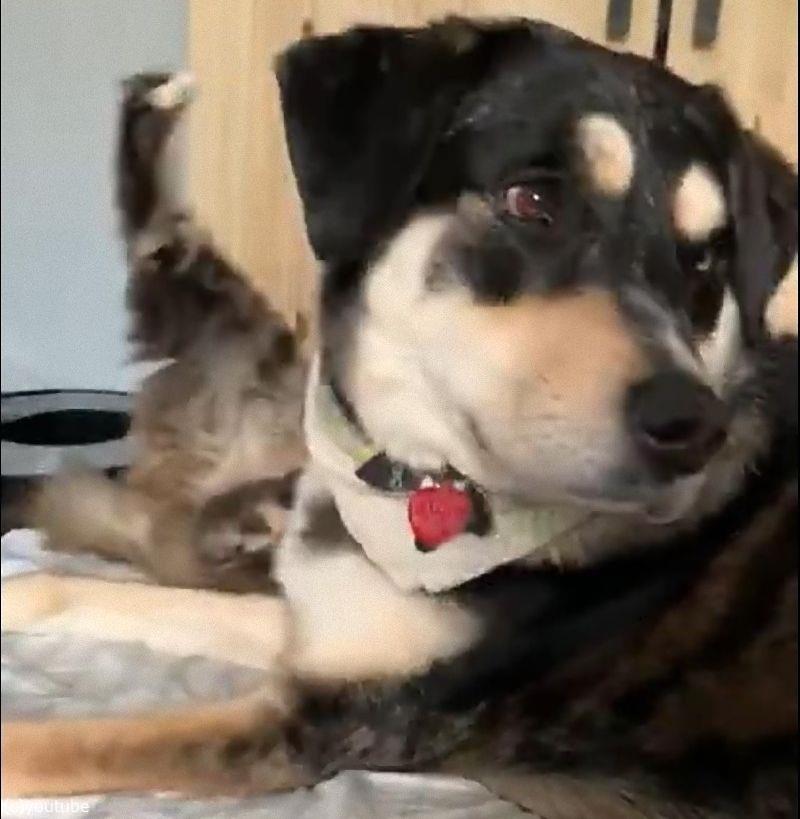 猫の愛情よりも 食欲を選んでしまった犬 動画 らばq
