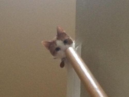 セントバーナードと猫03