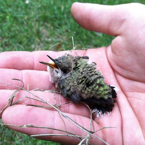 13ưʪ���֤���󤿤���Baby hummingbird