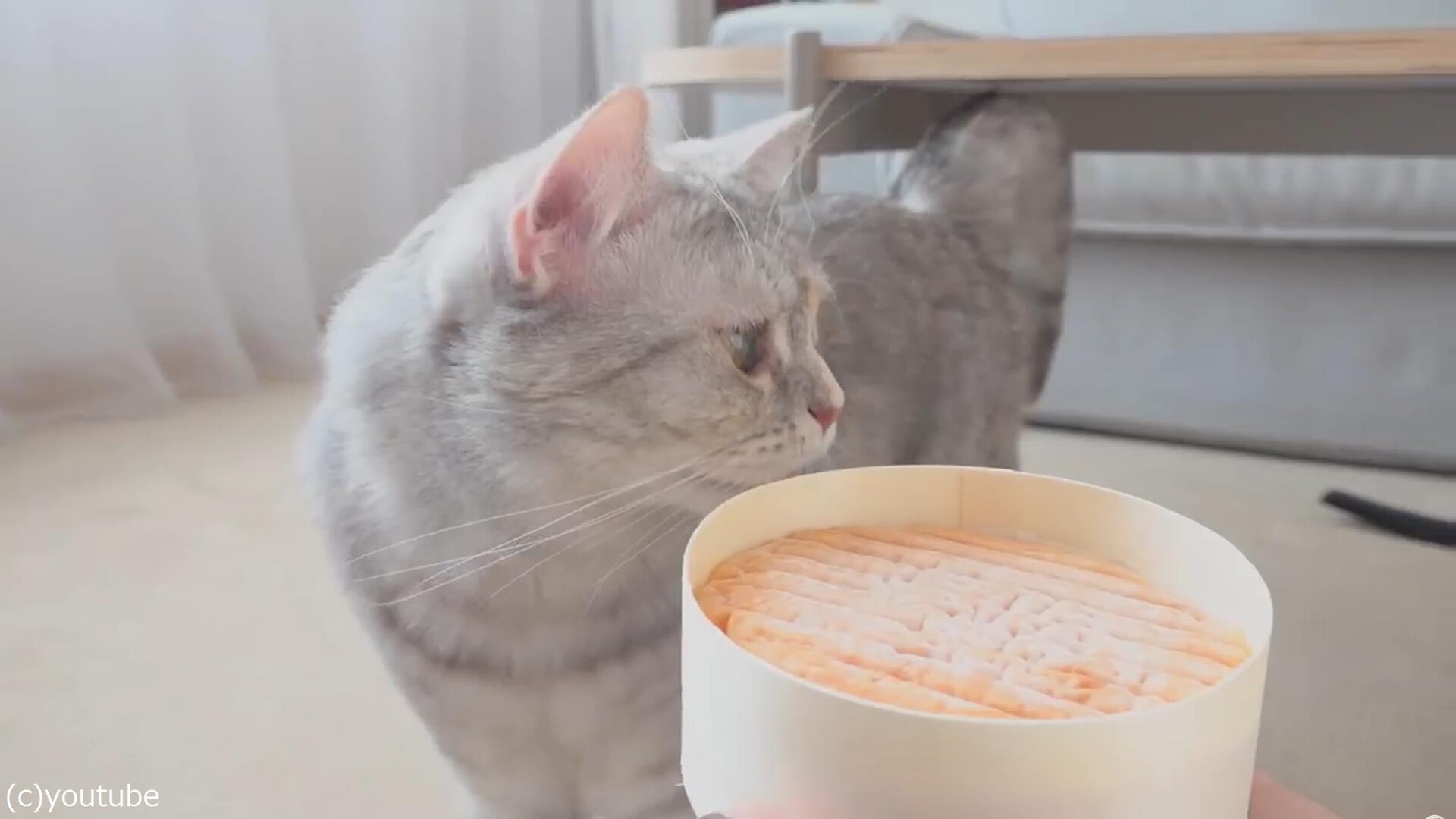 においが強烈なチーズ Vs 食いしん坊な猫たち 動画 らばq においが強烈なチーズ Vs 食いしん坊な猫たち 動画 らばq
