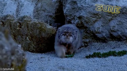 眠れない夜におすすめのマヌルネコ動画02