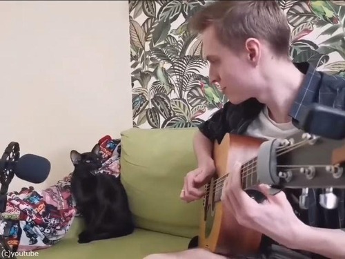 飼い主のギターに合わせて猫がブルースを歌う