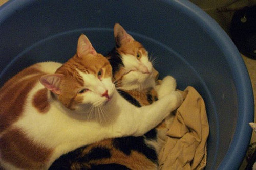 押し倒される猫09