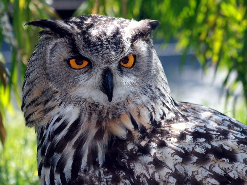 外国人 フクロウの足ってこんなに長かったの 比較画像に驚く らばq