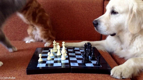 猫がチェスの審判をすると…07