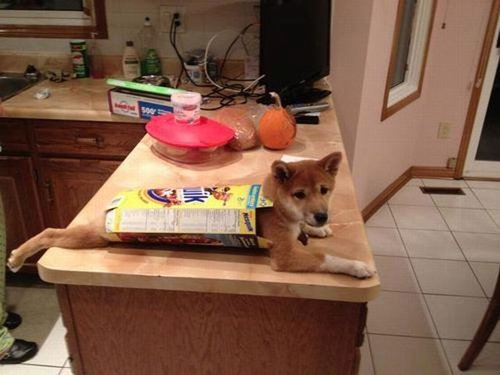 09Ȣ������ʪ�˼��ޤä�ưʪ����