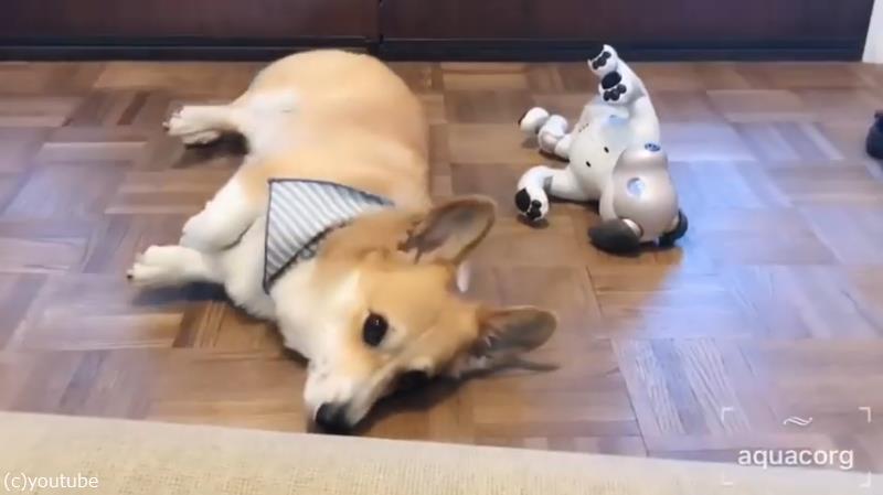 犬がaiboと同じ動きをすると こんなにもかわいいとは 動画 らばq