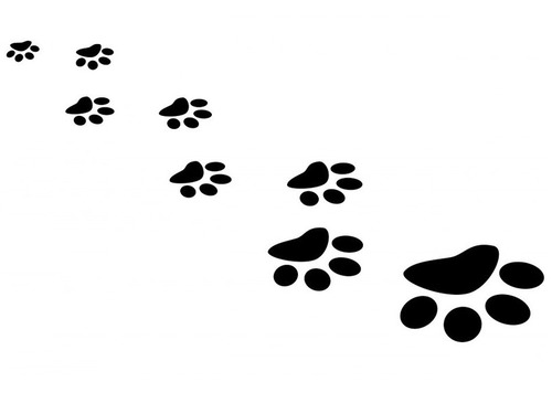 子猫の犯行現場