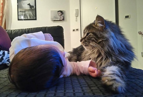 女の子を守る猫03