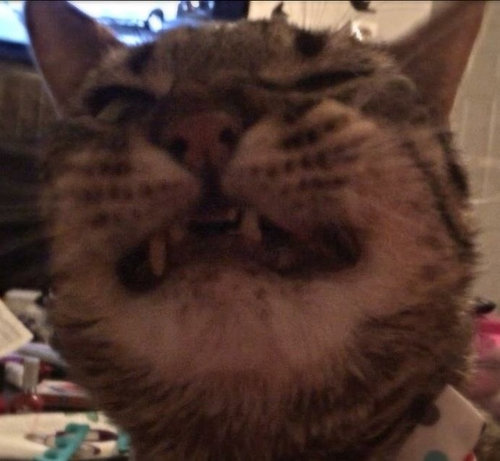 写真写りの良い猫11