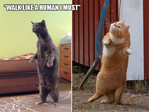 おかしな猫たち21