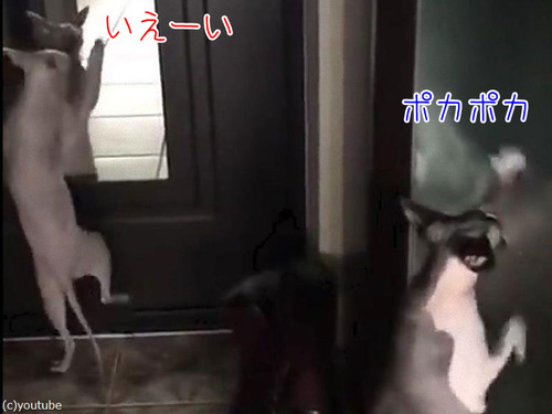 猫の日まとめ14