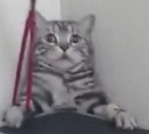 大ピンチの猫03