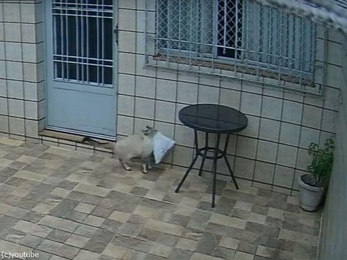 置き配された荷物を窓から自宅に運ぶ猫
