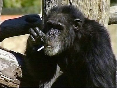 リッチなチンパンジー00