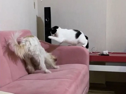 犬を懲らしめる猫00