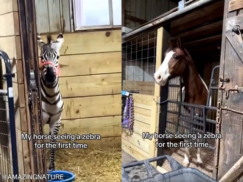 初めてシマウマを見てしまったときの馬のリアクション