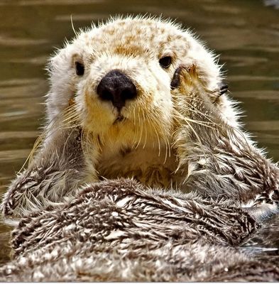 ラッコの秘密02