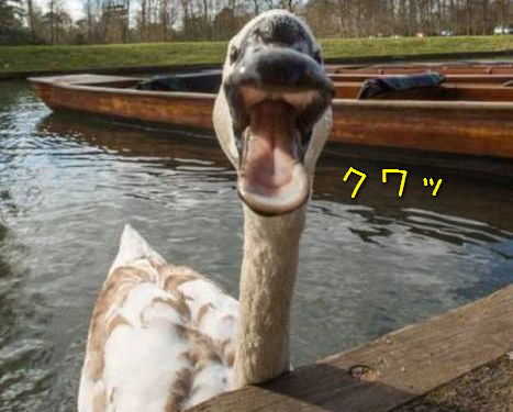 ケンブリッジの暴れん坊な白鳥00