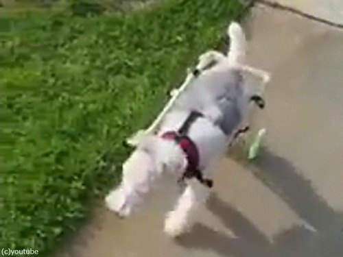 足が不自由な犬の車いす02