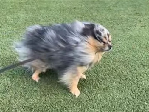 突然の強風に吹き飛ばされそうになるポメラニアン（動画）