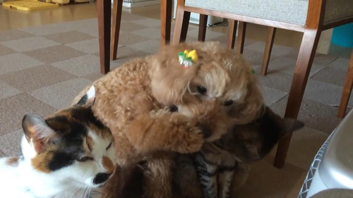 ǭ������ȥ��ס��ɥ�01