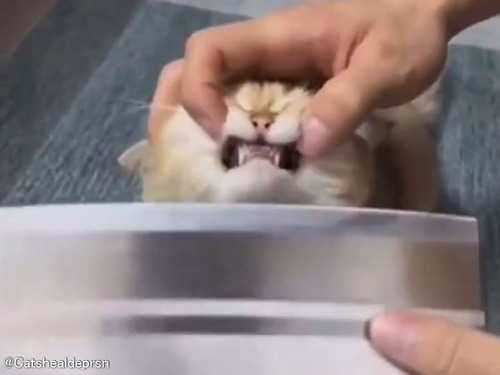 「猫の牙の幅を測ってみたら…家の中の様々な現象に説明がついた」