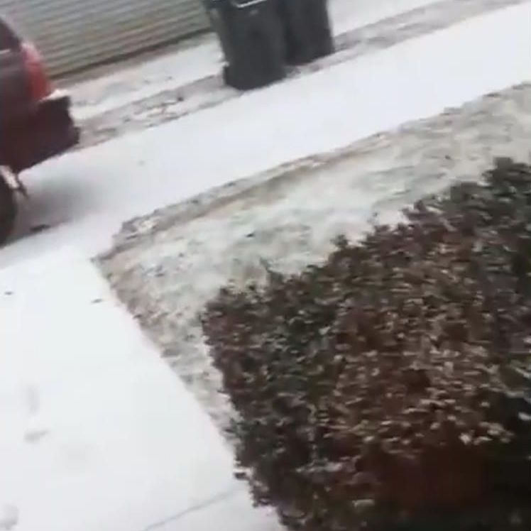 犬がみんな雪ではしゃぐと思ったら大間違いだよ と顔で語る犬 らばq