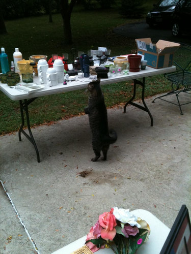 02二足立ち(直立)する動物