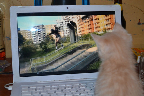 ケニアで子猫04