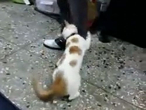 ケンカを止める猫01