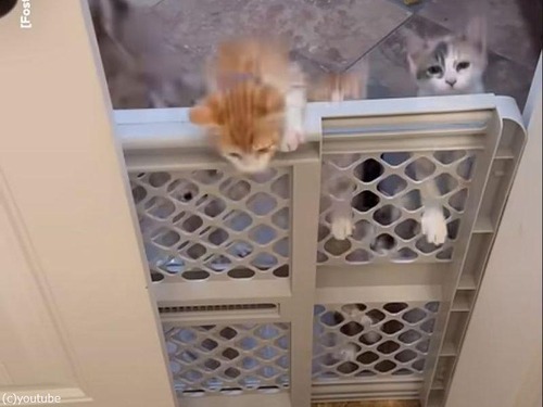 この子猫たちは…ベビーゲートなんて簡単に乗り越えてくる（動画）