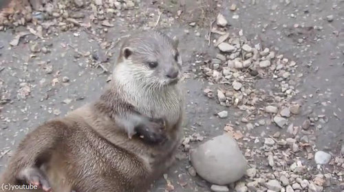 カワウソがこんなに器用だって知ってる 小さな手で石遊び 動画 らばq カワウソがこんなに器用だって知ってる 小さな手で石遊び 動画 らばq