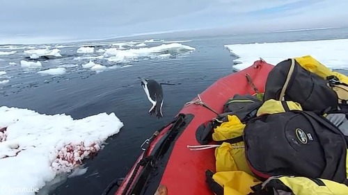 �ڥ󥮥�ְִ㤨�ޤ�����05