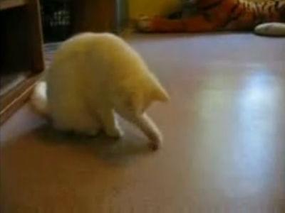 猫 vs ハエ