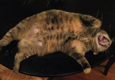 太りすぎのペット11